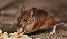 24 Hour & Emergency Exterminators in Erskine Lakes, NJ